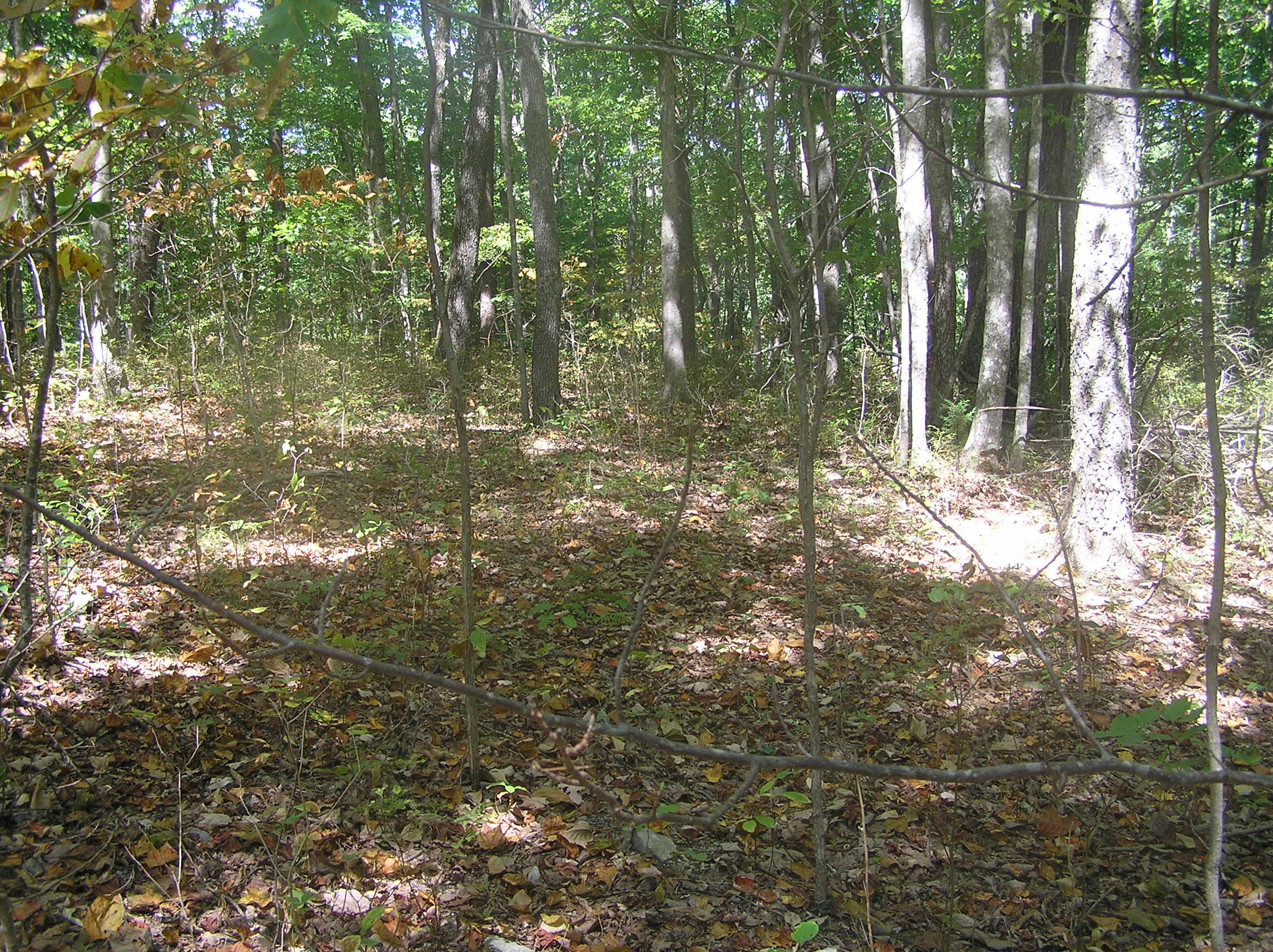 545 Wilderness Way Dunlap, TN 37327 - Photo 24 of 37 wild 006