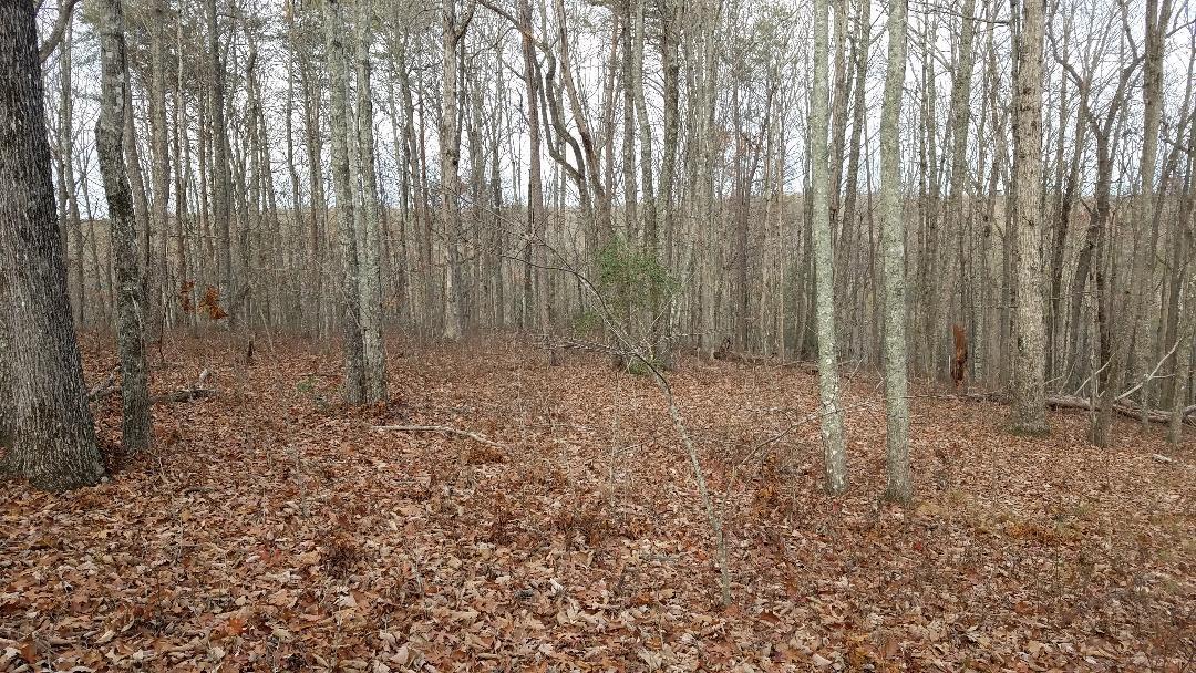 545 Wilderness Way Dunlap, TN 37327 - Photo 7 of 37 thumbnail (8)