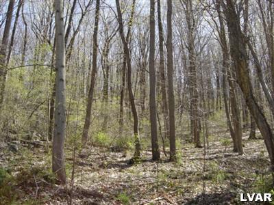 700 Morvale Road Easton, PA 18042 - Photo 1 of 5 a backyard of a house with lots of green space