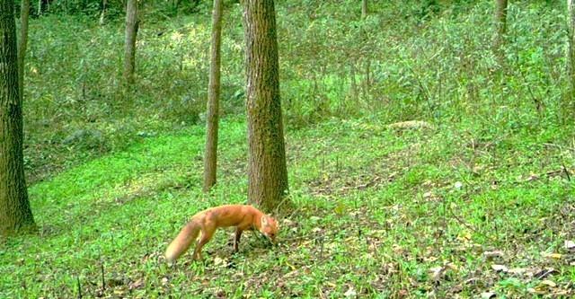 3617 Lonesome Mountain Road Marshall, NC 28753 - Photo 45 of 46 a view of a lush green forest