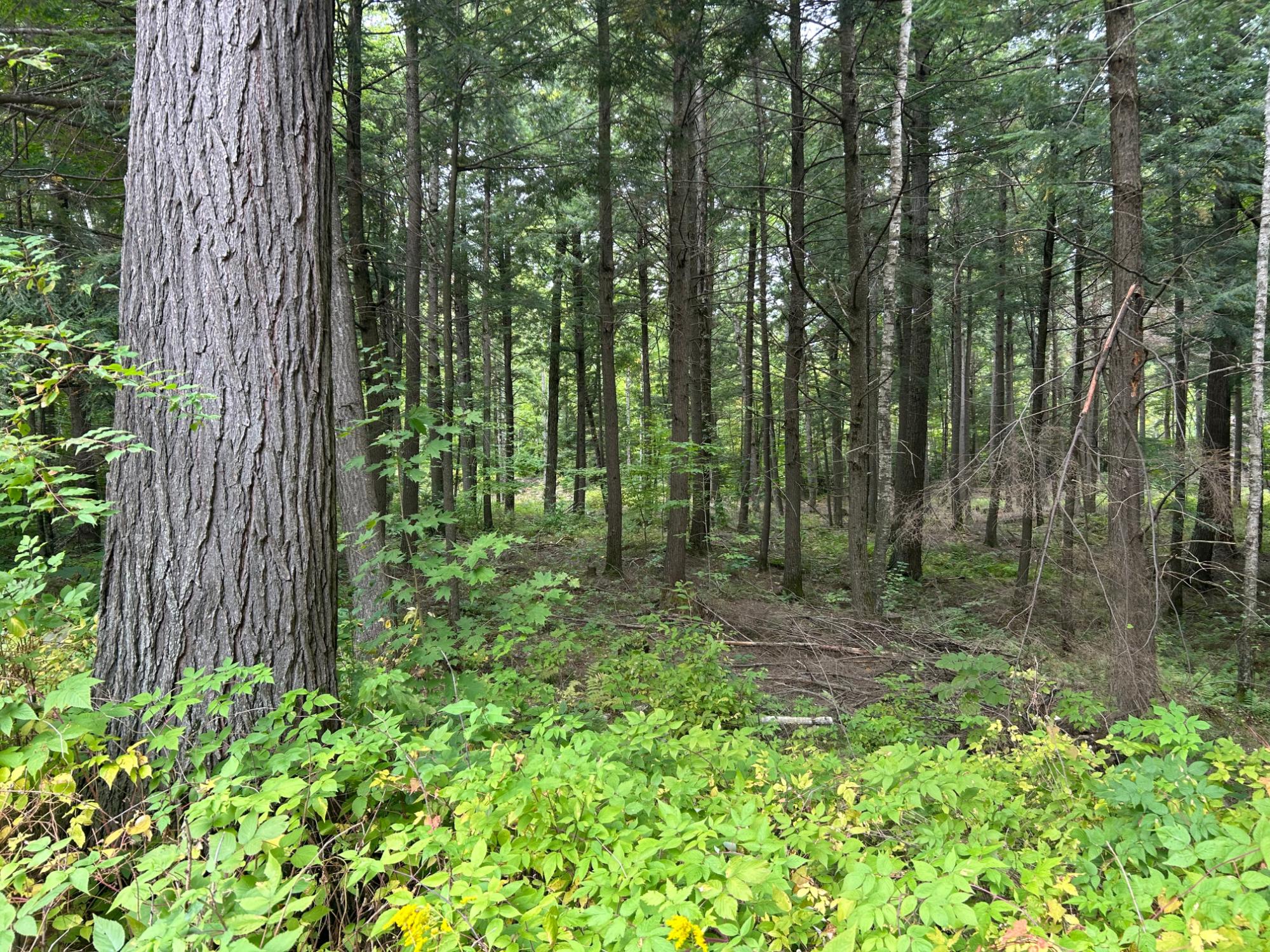 N10311 Hemlock Road Summit Lake, WI 54485 - Photo 49 of 63 Gallery Image 49