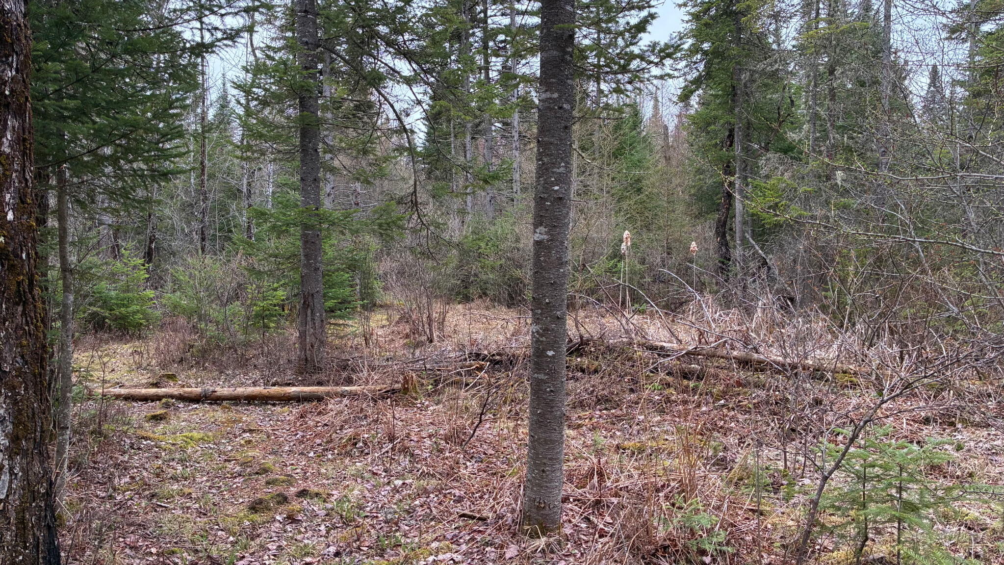 0 Standish Road Saranac, NY 12981 - Photo 9 of 11 Standish Road 86 Acres