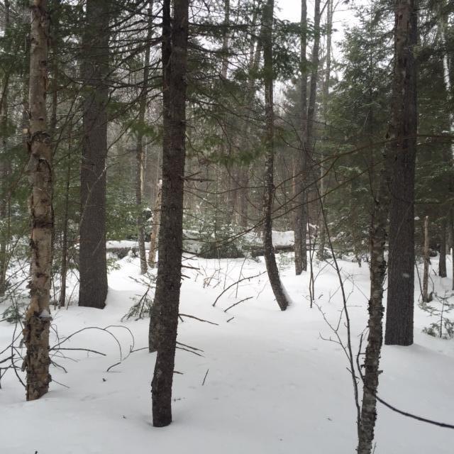 402 Lily Bay Road Greenville, ME 04441 - Photo 14 of 18 IMG_6256