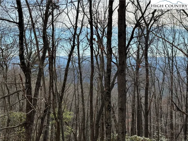 a view of a forest filled with trees