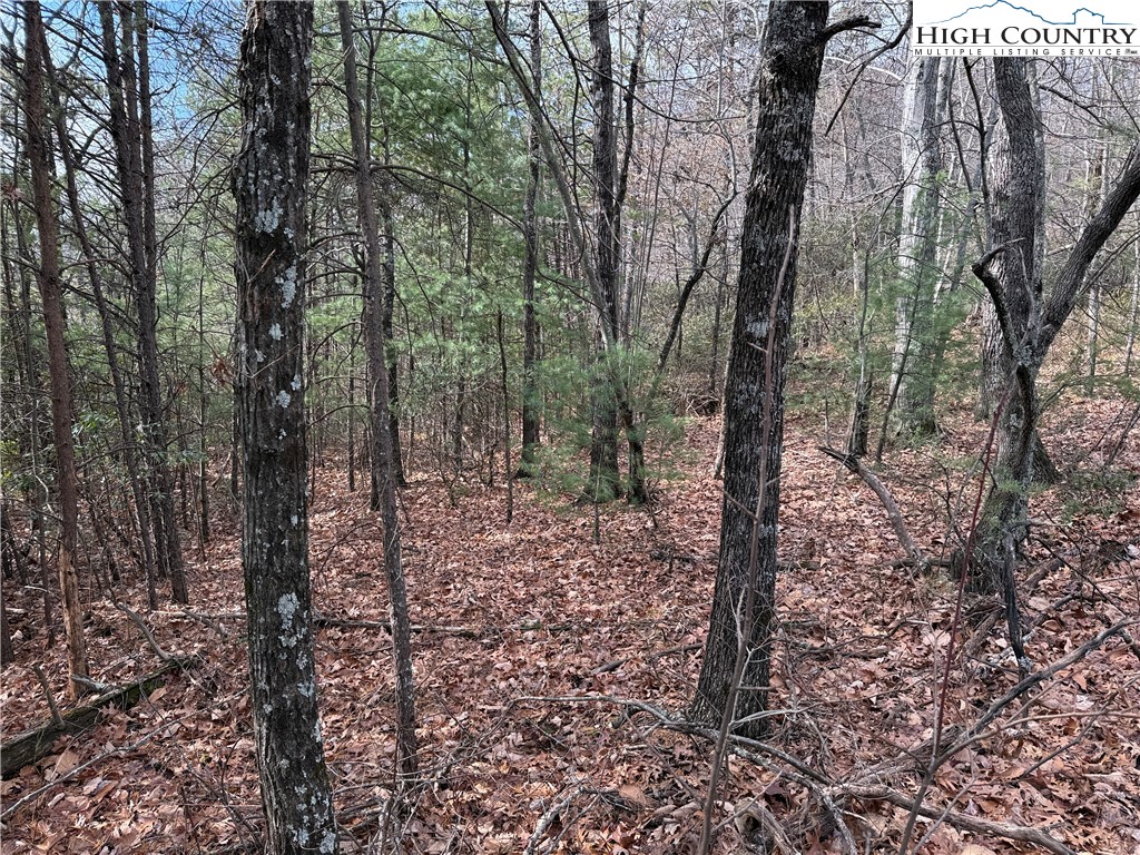 Lot 36 Bobcat Mountain Road Purlear, NC 28665 - Photo 6 of 38 a view of a forest filled with trees