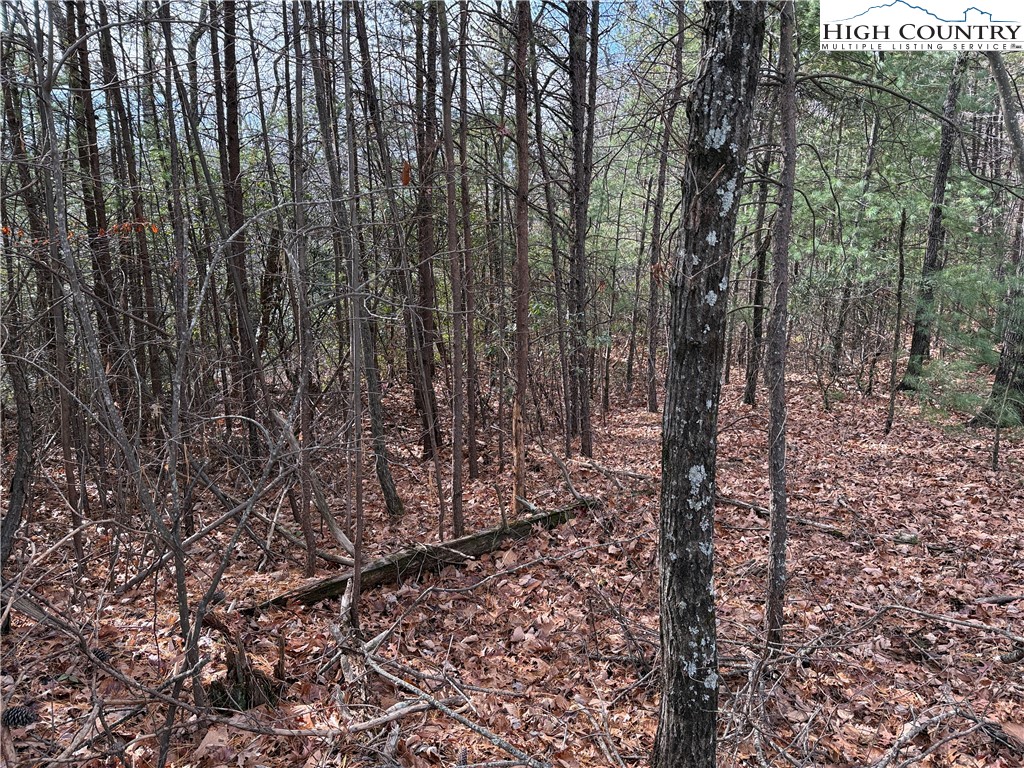 Lot 36 Bobcat Mountain Road Purlear, NC 28665 - Photo 7 of 37 a view of a yard with plants and trees
