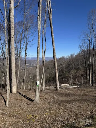 a view of a dry yard with trees