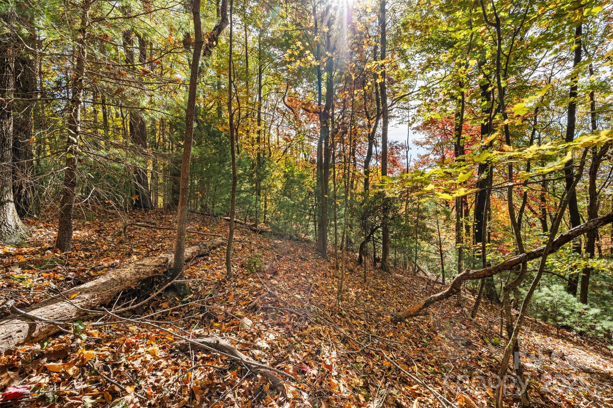 Lot 24 Ben Miller Road, Unit 24 Deep Gap, NC 28618 - Photo 11 of 18 a view of forest