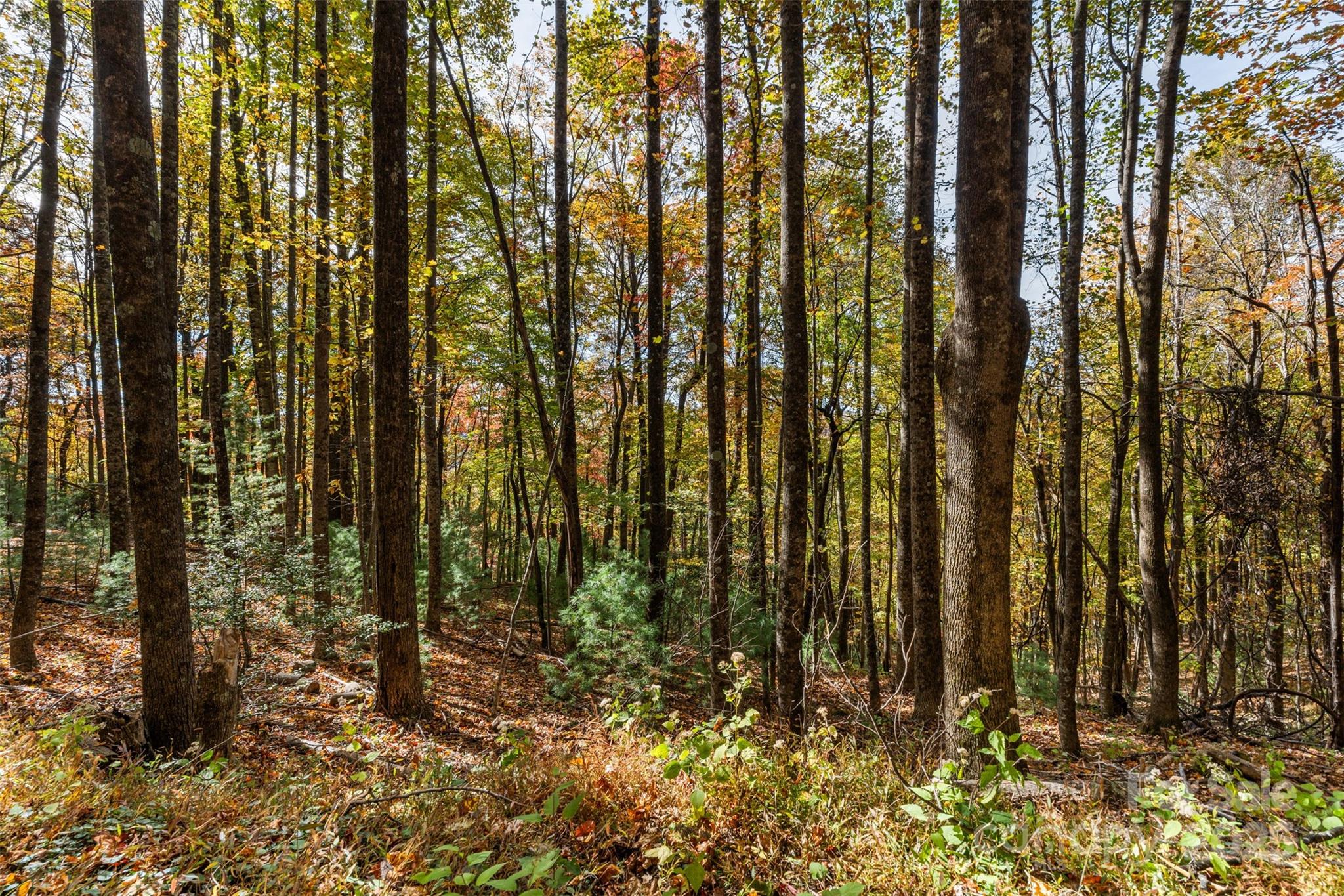 Lot 24 Ben Miller Road, Unit 24 Deep Gap, NC 28618 - Photo 12 of 18 a view of outdoor space
