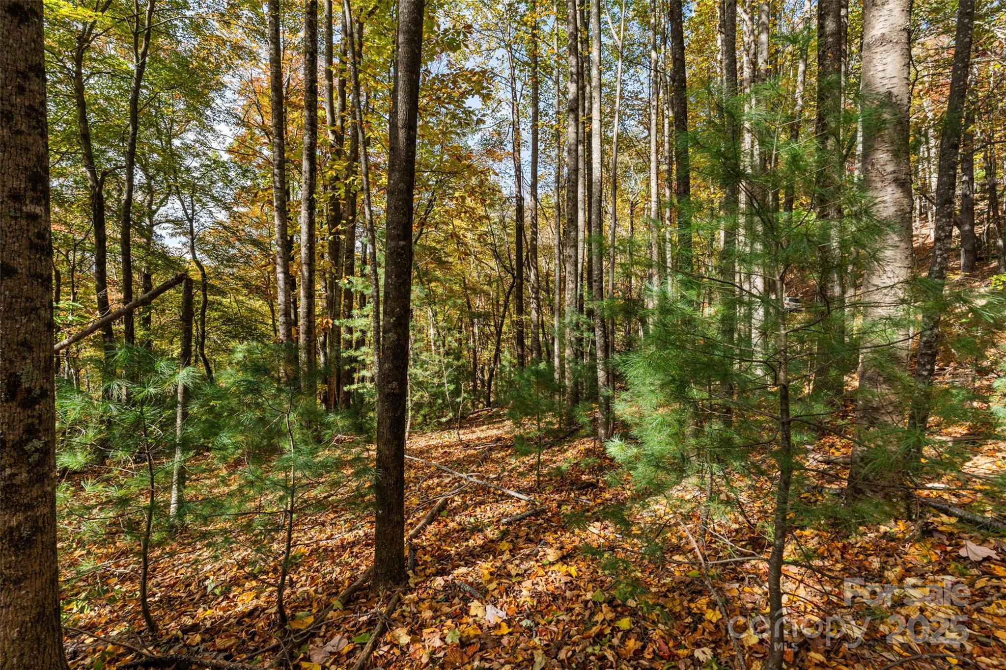 Lot 24 Ben Miller Road, Unit 24 Deep Gap, NC 28618 - Photo 13 of 18 a view of a yard