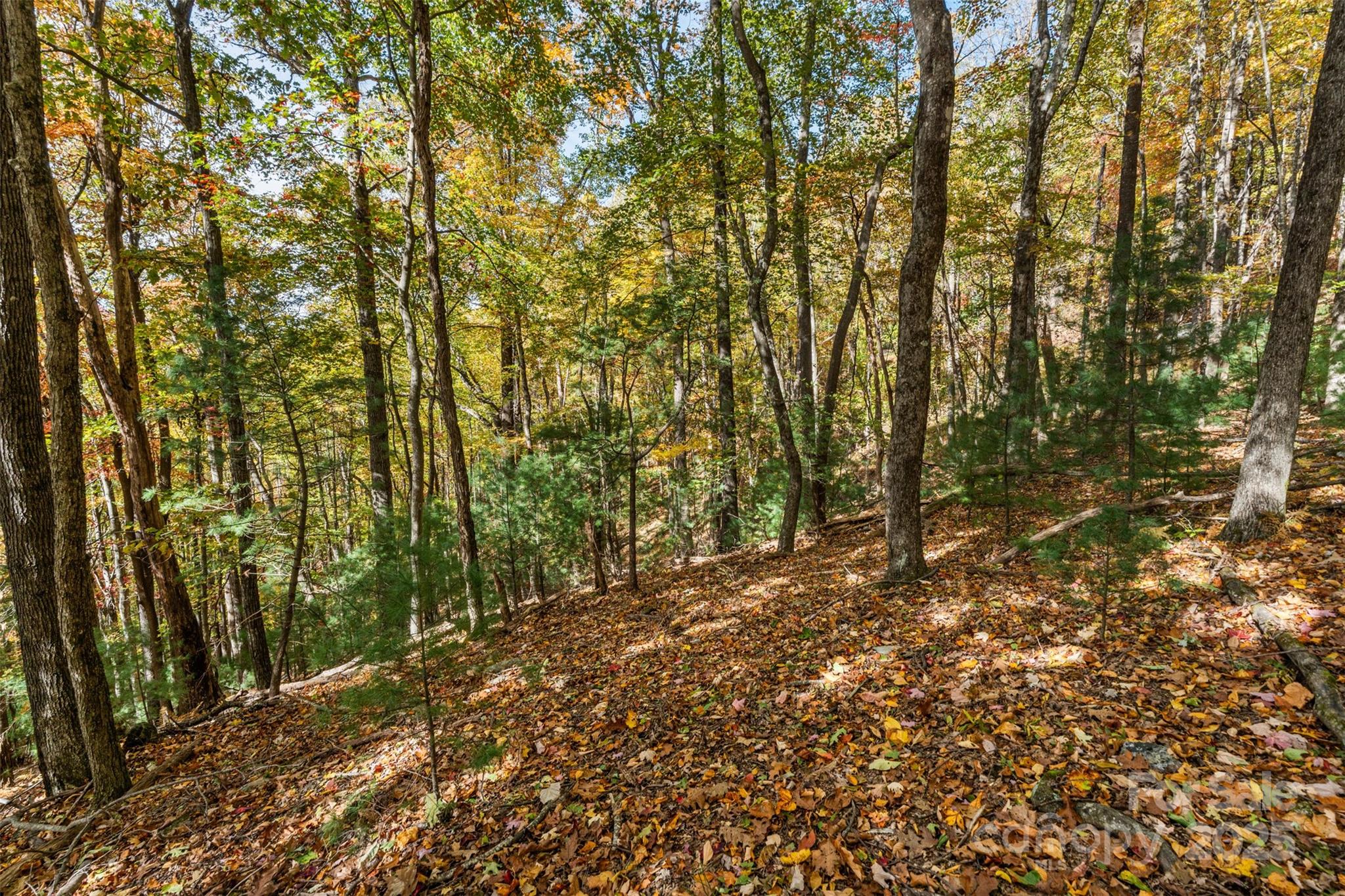 Lot 24 Ben Miller Road, Unit 24 Deep Gap, NC 28618 - Photo 14 of 18 a view of a yard with plants and trees