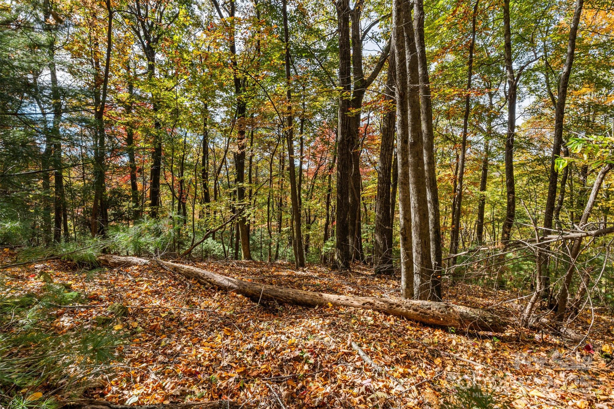 Lot 24 Ben Miller Road, Unit 24 Deep Gap, NC 28618 - Photo 2 of 18 a view of backyard with tree