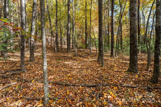 a view of outdoor space with lots of trees