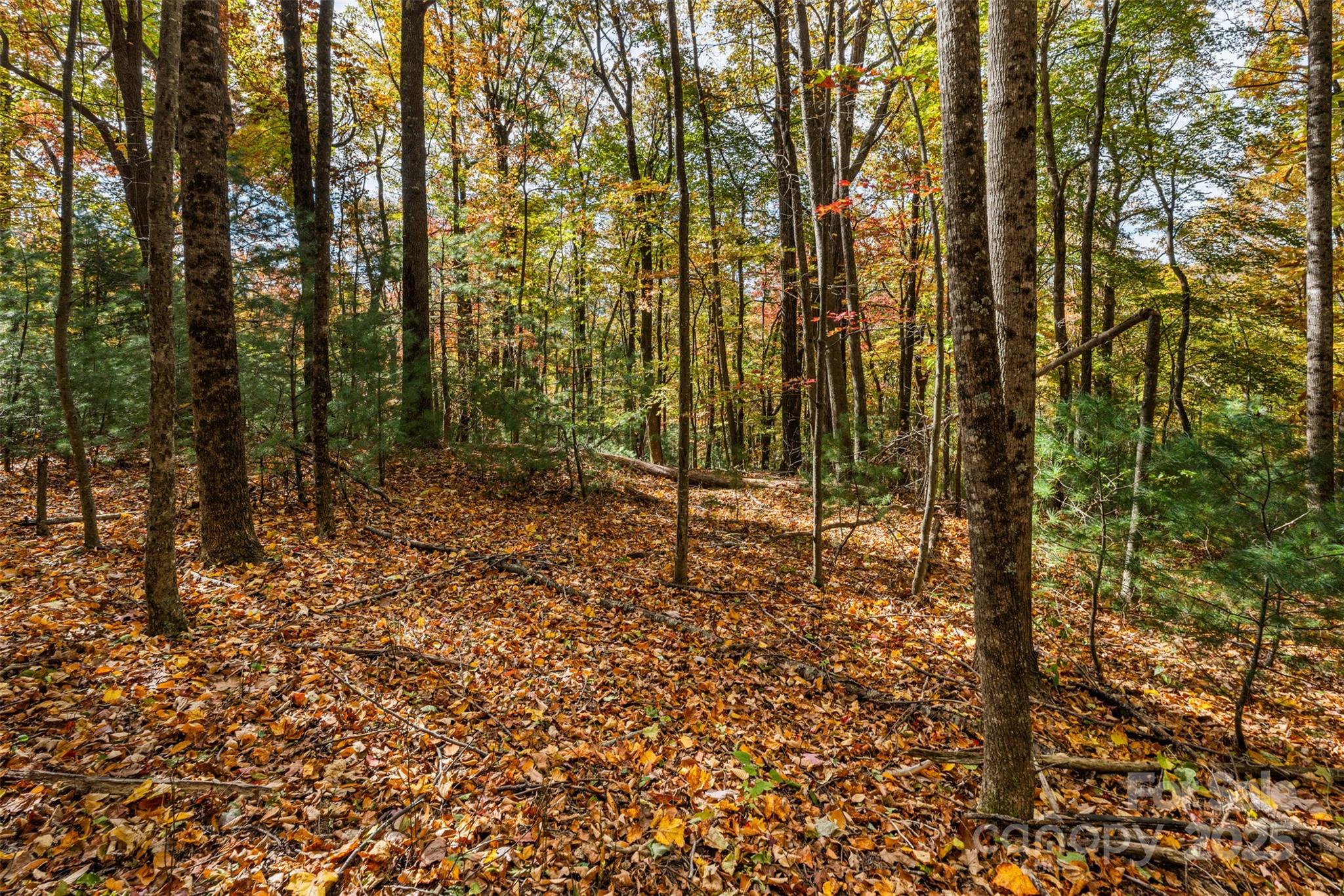 Lot 24 Ben Miller Road, Unit 24 Deep Gap, NC 28618 - Photo 7 of 18 a view of forest