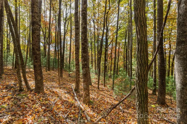 a view of a forest with trees