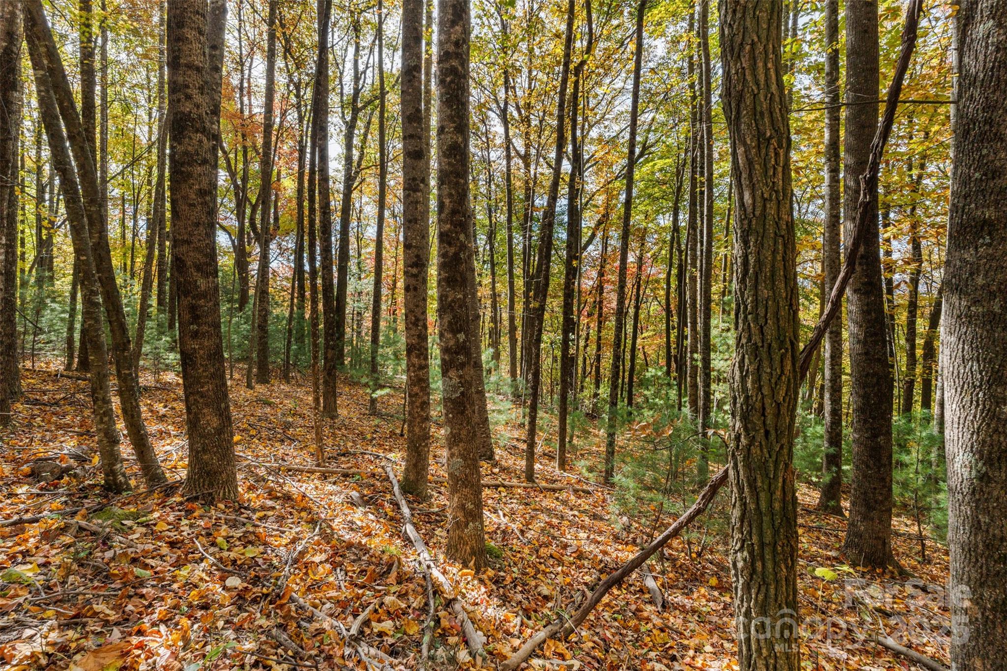 Lot 24 Ben Miller Road, Unit 24 Deep Gap, NC 28618 - Photo 8 of 18 a view of outdoor space with lots of tall trees