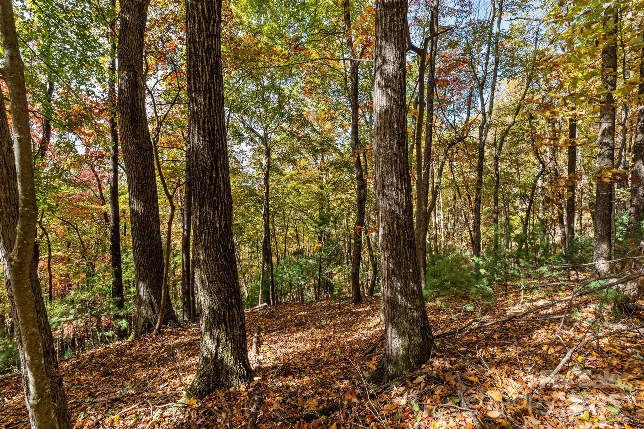Lot 24 Ben Miller Road, Unit 24 Deep Gap, NC 28618 - Photo 9 of 18 a view of a forest with trees