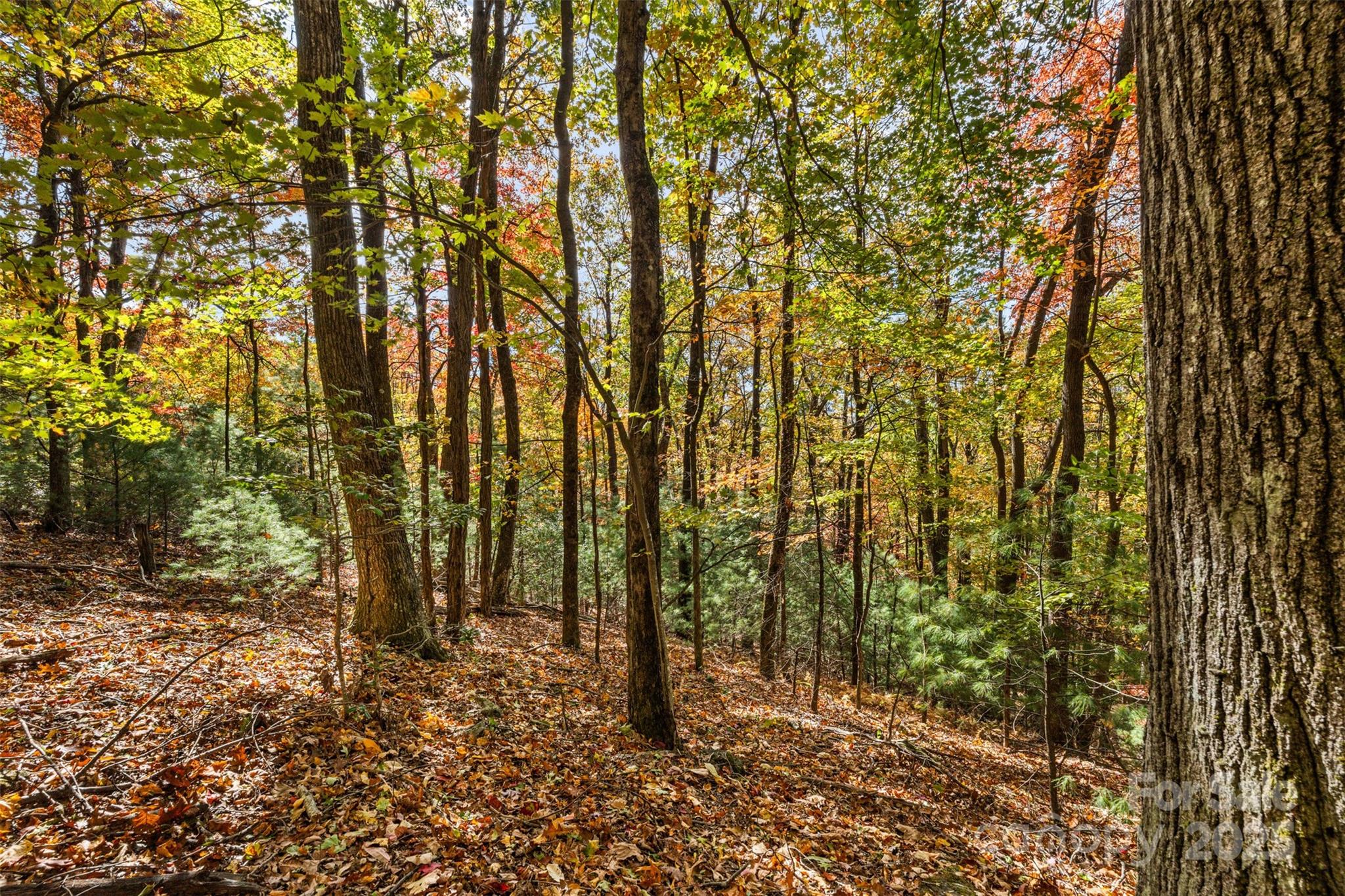 Lot 24 Ben Miller Road, Unit 24 Deep Gap, NC 28618 - Photo 10 of 18 a view of forest