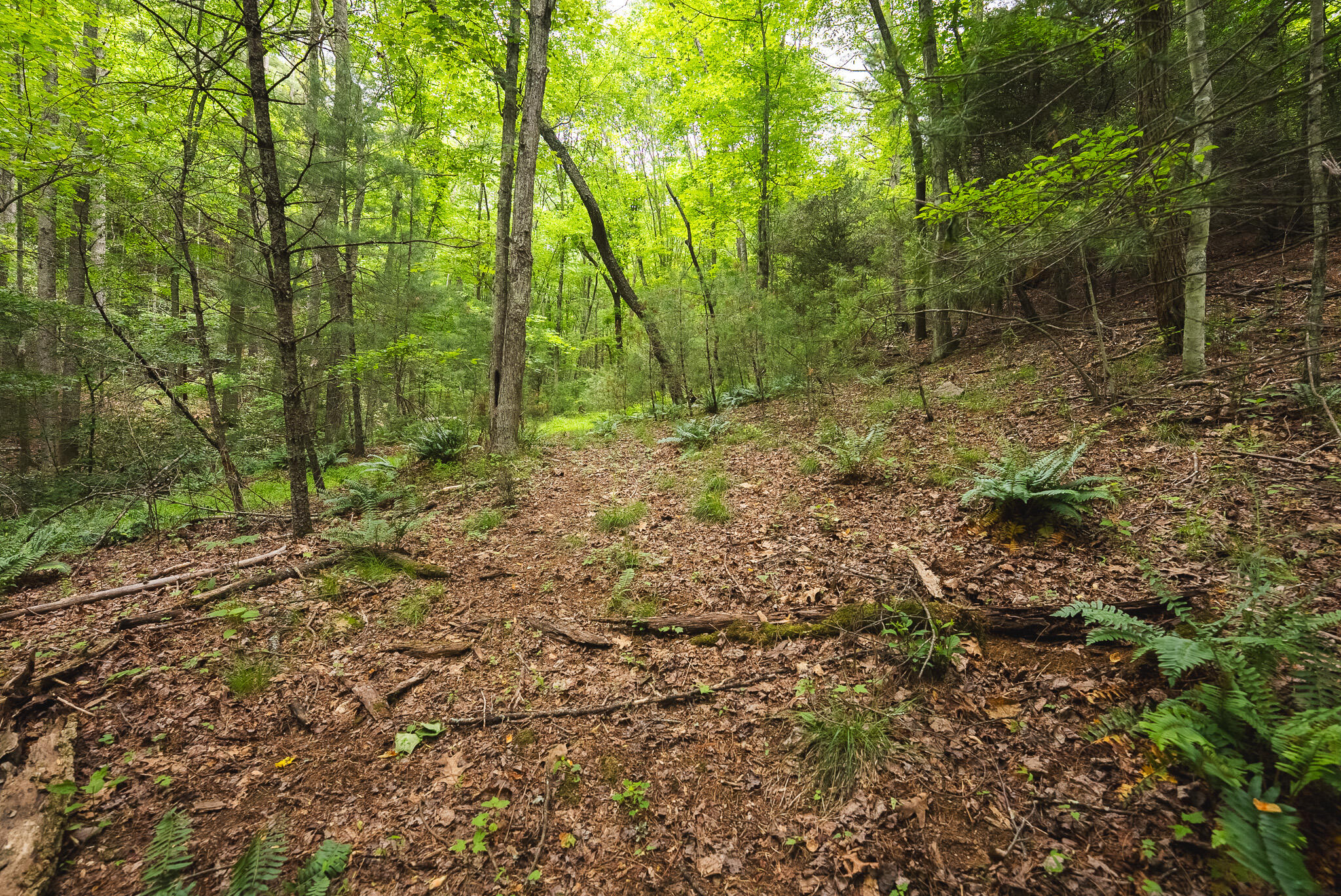 Tbd Macks Mountain Road Northwest Indian Valley, VA 24105 - Photo 23 of 45 DSC01606
