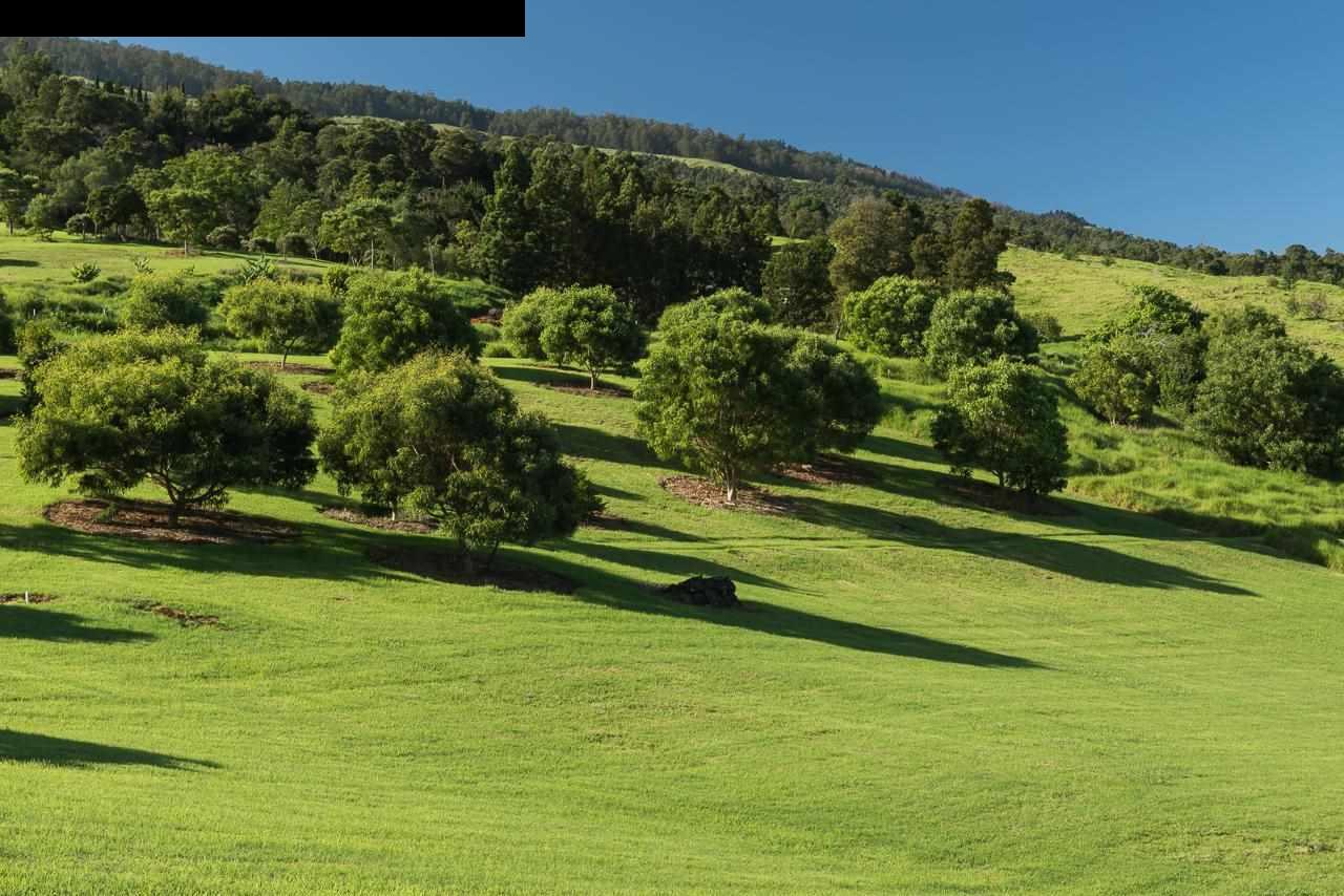 8037 Kula Highway Kula, HI 96790 - Photo 21 of 30 a view of a garden
