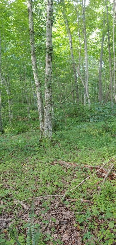 1030 Big Neck Road Grandview, TN 37337 - Photo 28 of 54 Gallery Image 28