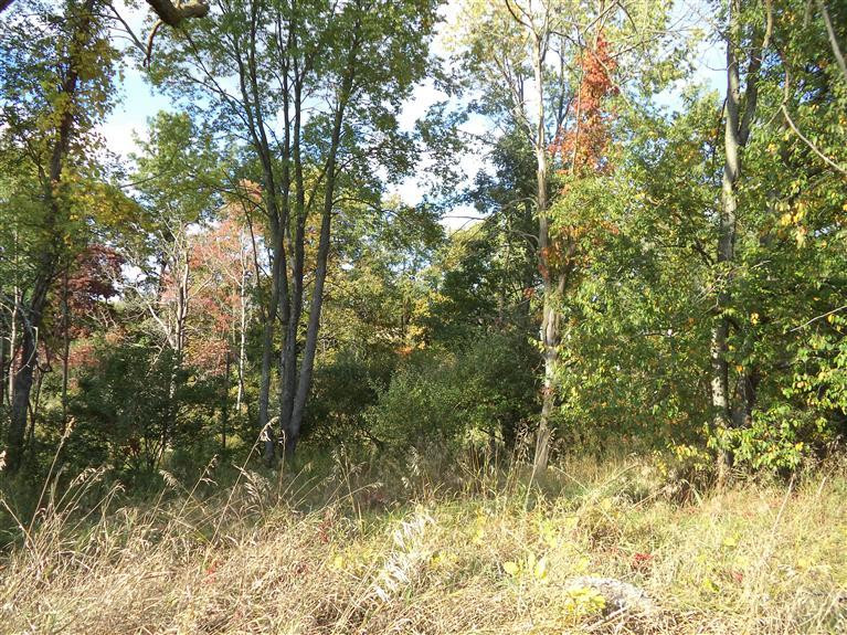 0 Lingane Road Chelsea, MI 48118 - Photo 6 of 9 Photo 6