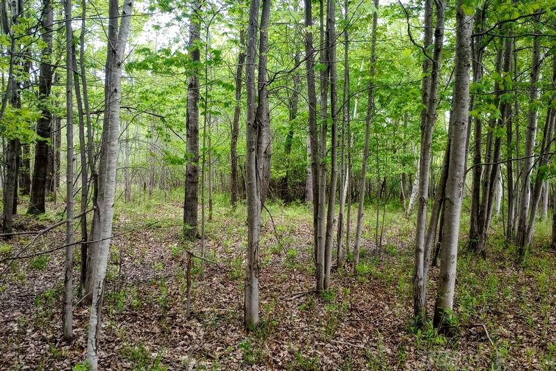 58-acres Northeast County Line Road Coleman, MI 48618 - Photo 40 of 45