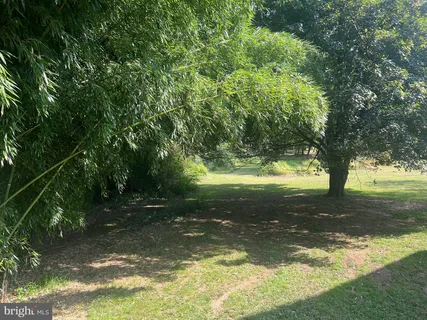 a view of a trees from a yard