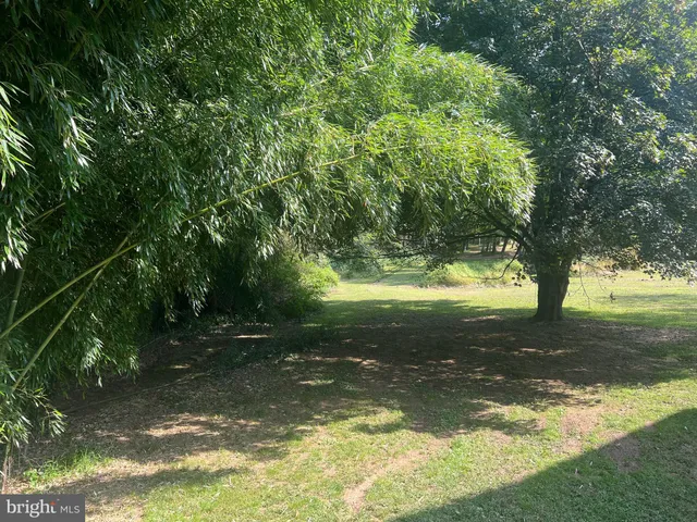 a view of a trees from a yard