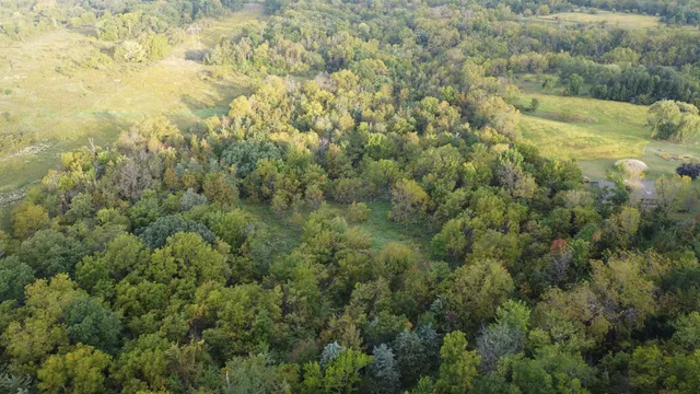 a view of a forest with a street