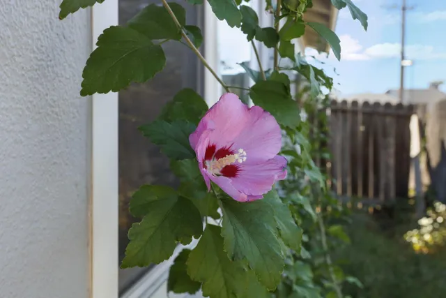 a view of a flower in a garden