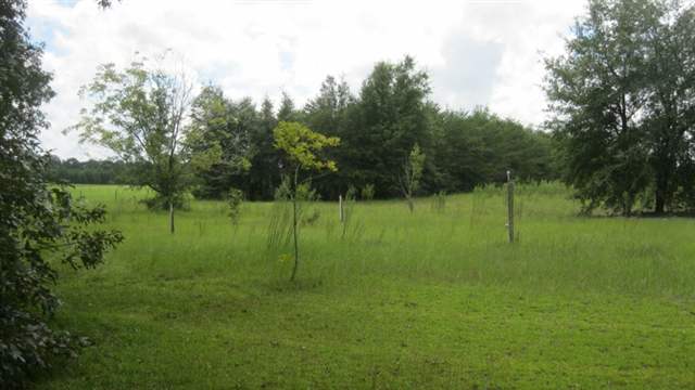 5431 Northeast Hickory Grove Road Pinetta, FL 32350 - Photo 10 of 20 Gallery Image 10