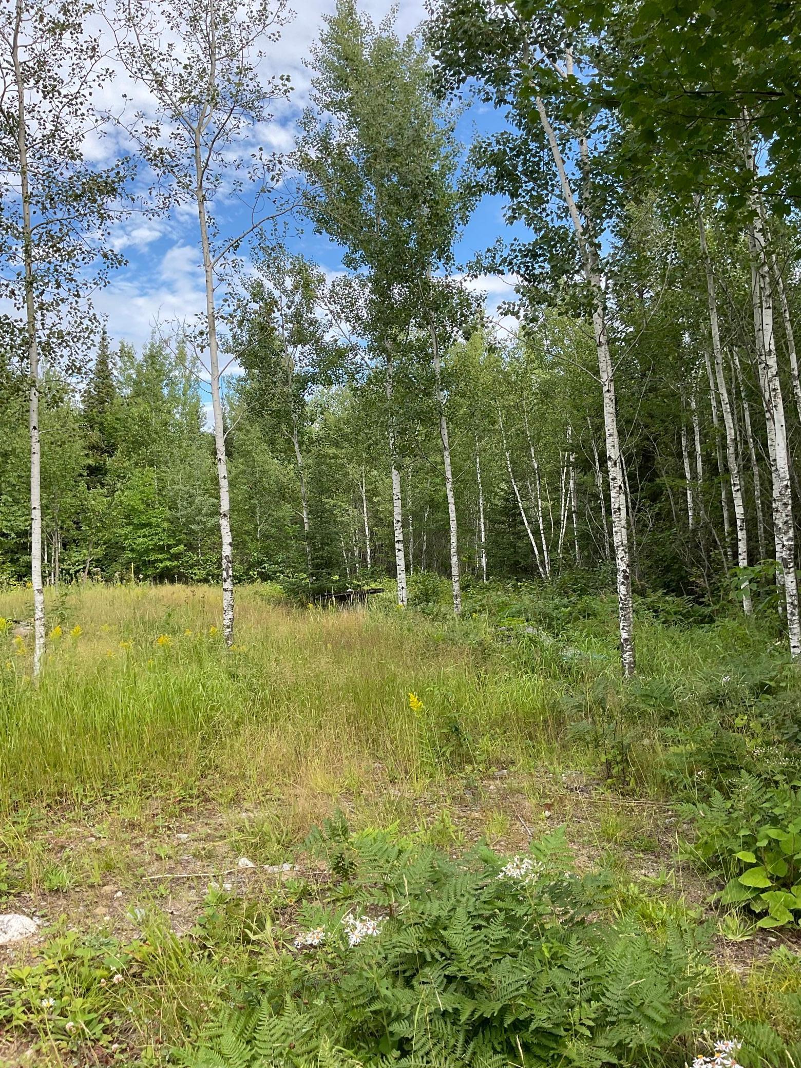 2340 Blue Rock Road Cook, MN 55723 - Photo 1 of 1