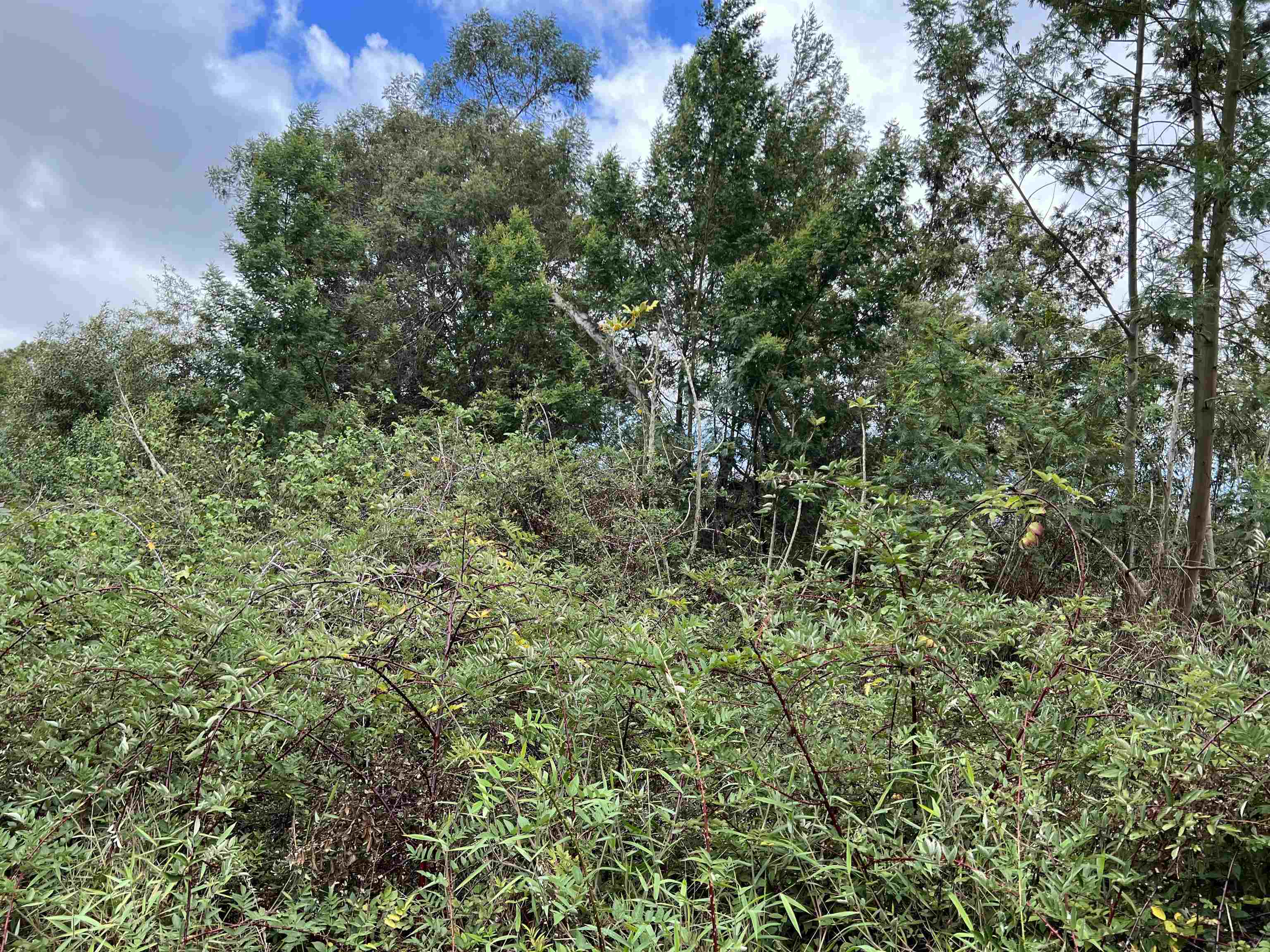 0 Middle Road Kula, HI 96790 - Photo 2 of 4 a view of a lush green forest