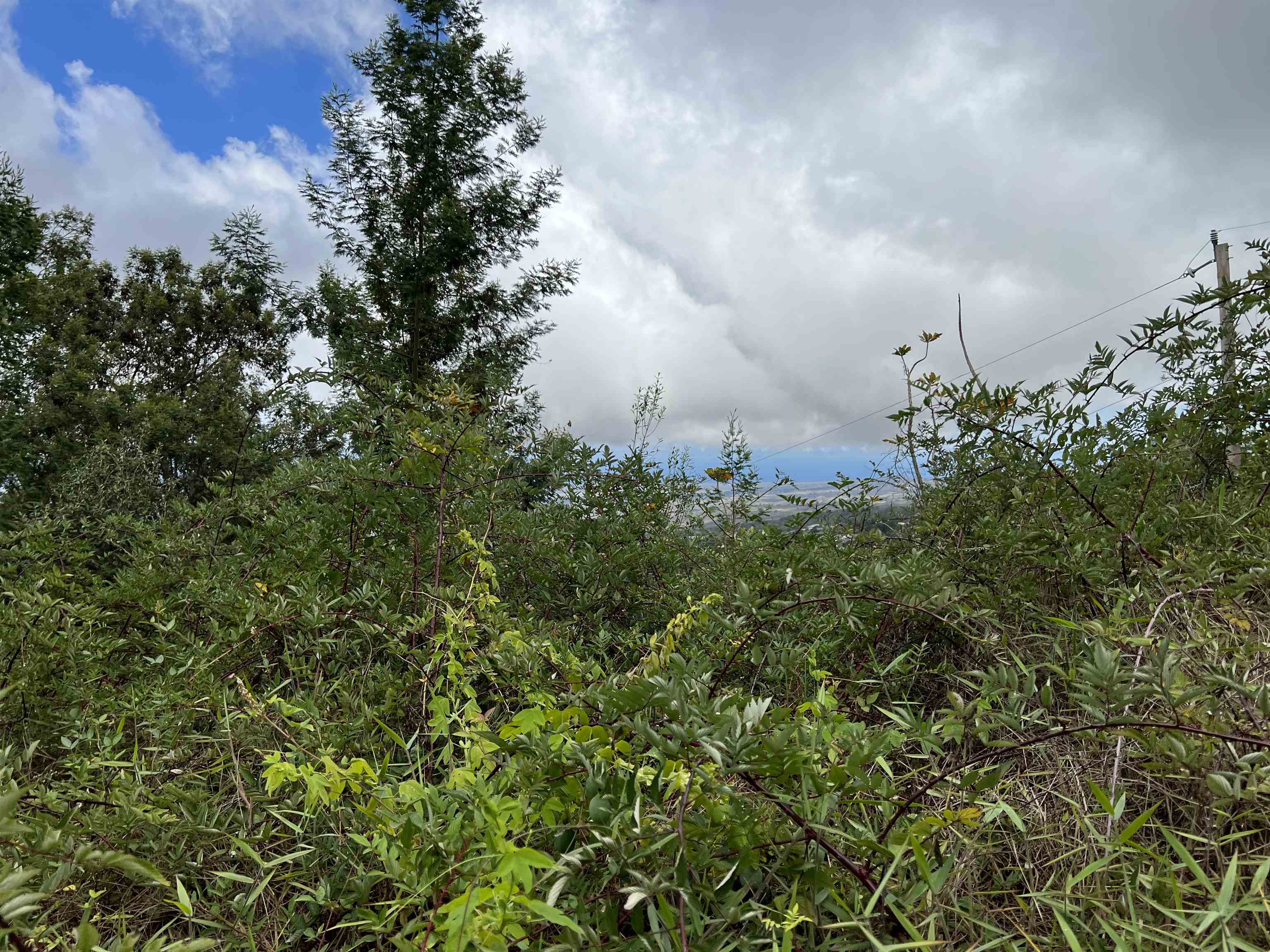 0 Middle Road Kula, HI 96790 - Photo 3 of 4 view of a bunch of trees