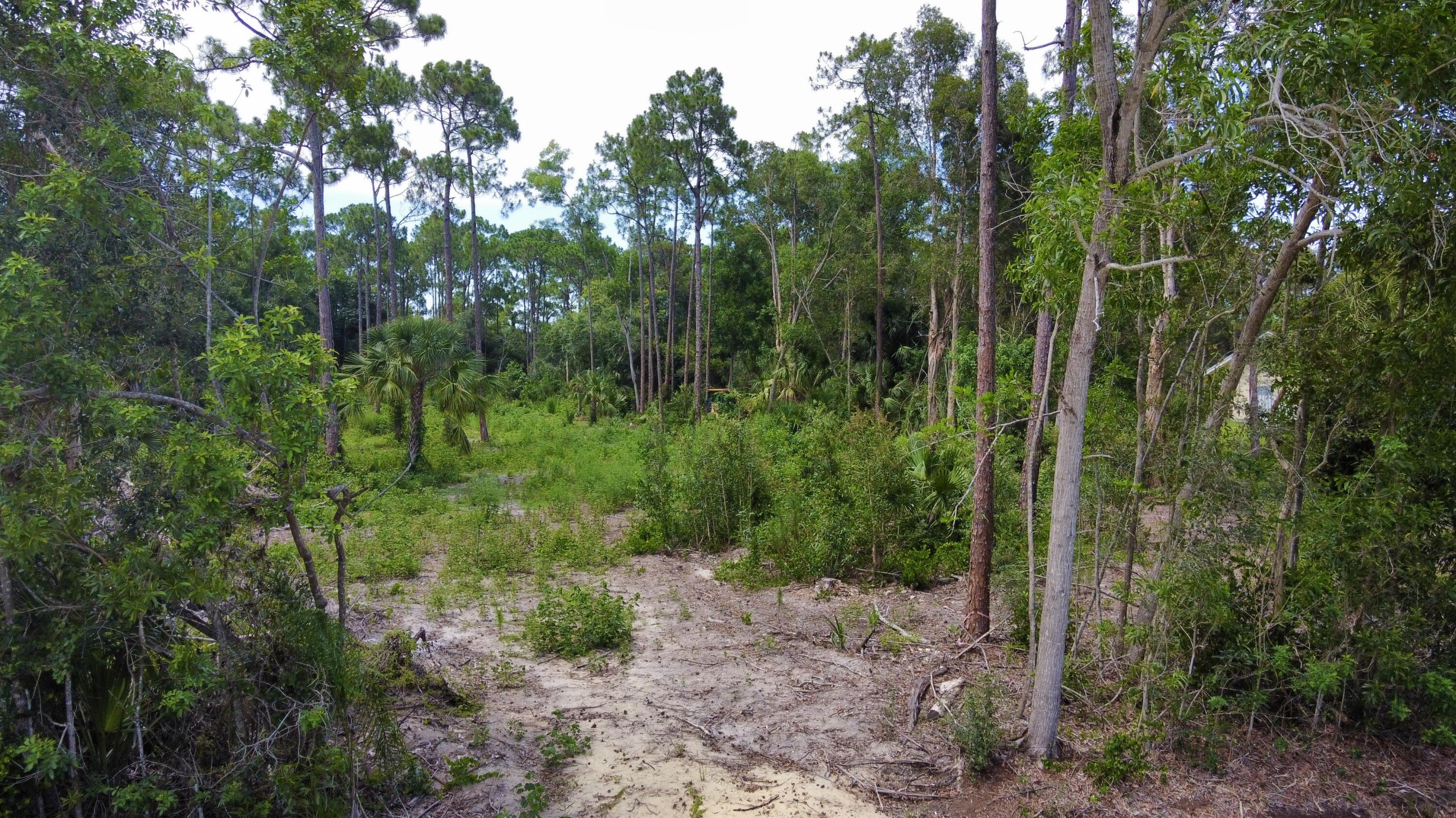 13133 159th Street North Jupiter, FL 33478 - Photo 5 of 5 a view of a forest with trees