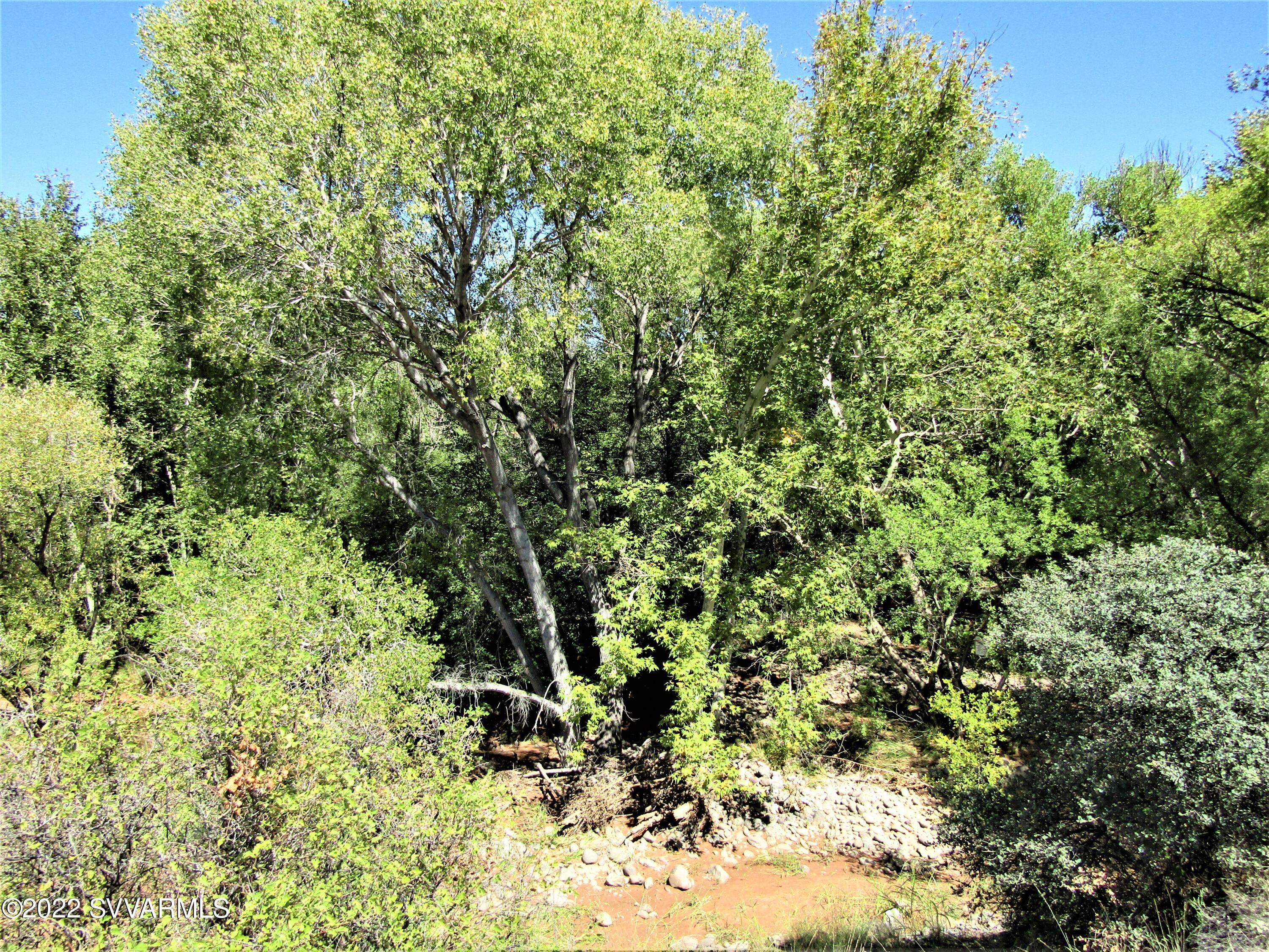 4690 Chipmunk Hollow Rimrock, AZ 86335 - Photo 8 of 12 a view of a yard with a tree