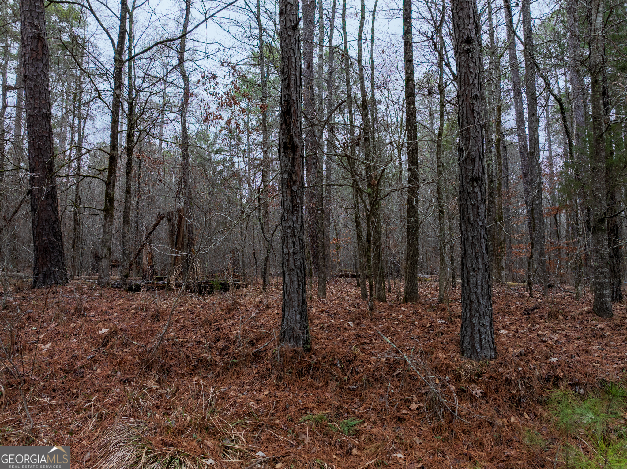44.61-acres Arnold Caldwell Road Carlton, GA 30627 - Photo 8 of 12