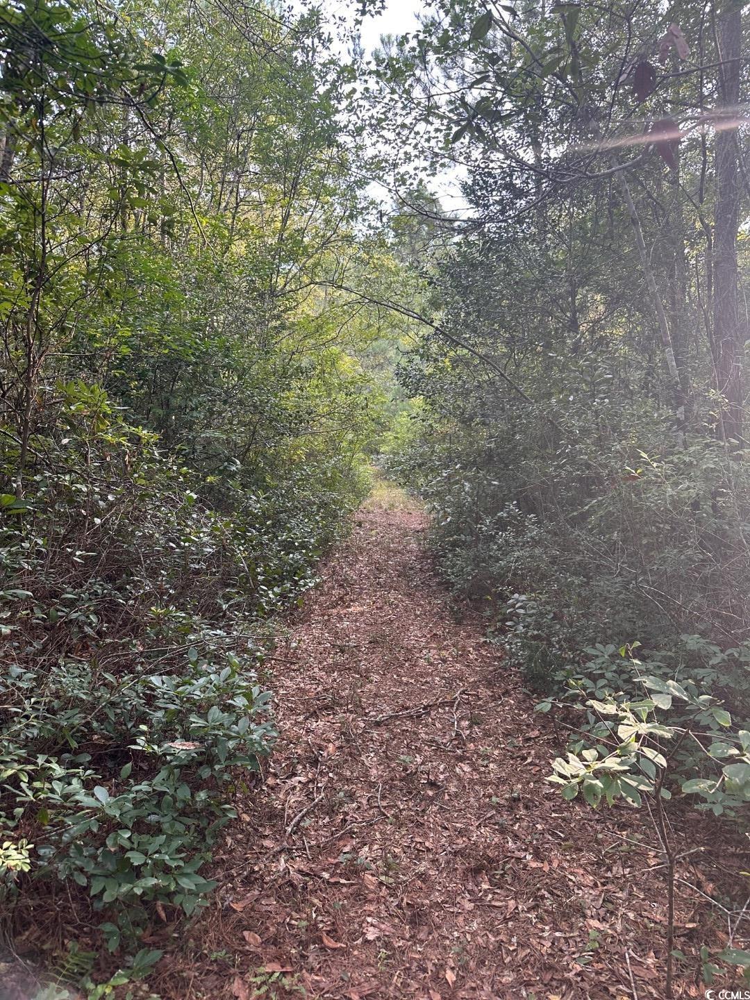 Tbd Tbd Godwin Prince Court Loris, SC 29569 - Photo 4 of 5