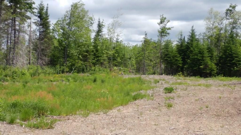 Off Jackins Settlement Road Orient, ME 04471 - Photo 20 of 25 Photo