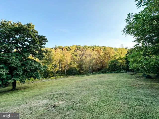 a view of a garden with a tree