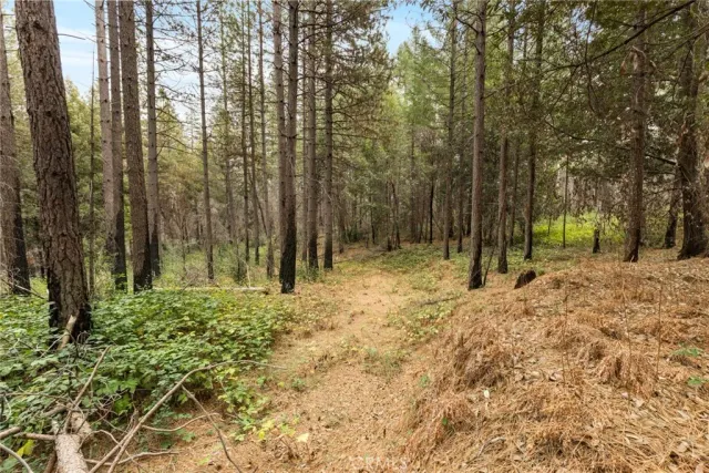 a view of a yard with trees