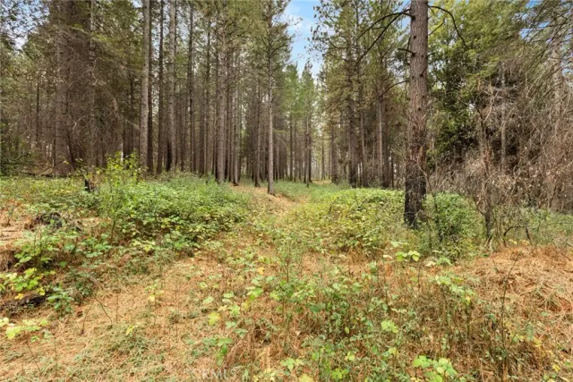 a large yard with large trees