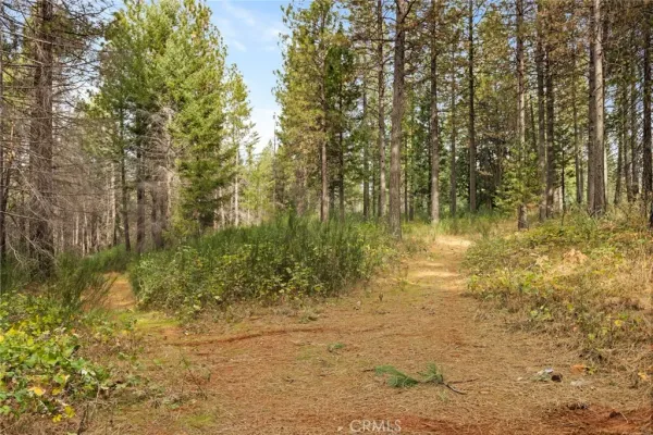 a backyard of a house with large trees
