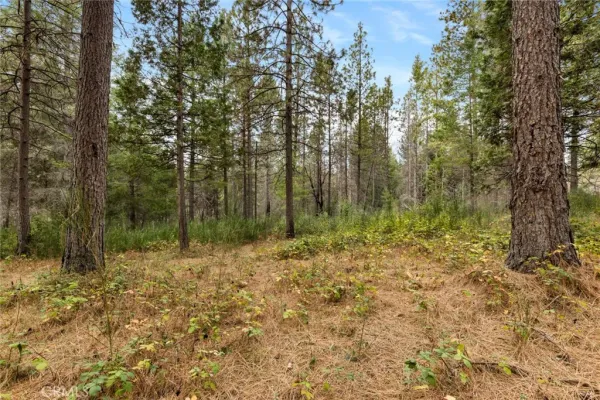 a view of a yard with large trees