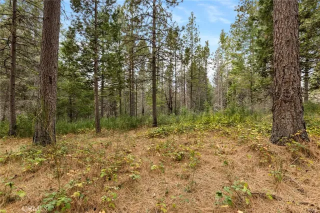 a view of a yard with large trees