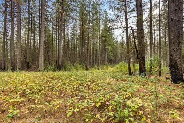 a view of backyard with green space