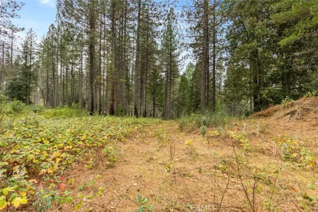 a view of backyard with green space