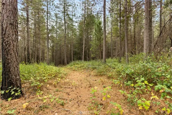 a row of trees with some trees
