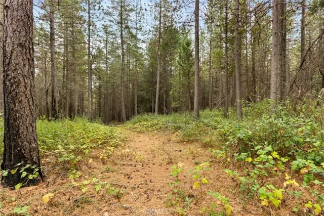 a row of trees with some trees